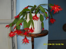 flori-02 06 2011 005
