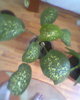 Fotogr.0218