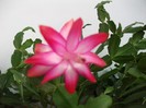 imaginile mele 955