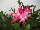 imaginile mele 956