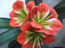clivia inflorita a doua oara pe acest an