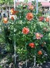 orange catarator
