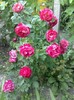 Reine V