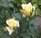 Golden Delight
