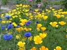 minuni florale