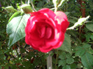 SAM_0380