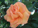 SAM_0382