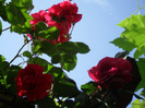 SAM_0383