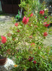 callistemon  rosu