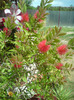 callistemon  rosu