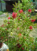callistemon  rosu