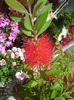 callistemon  rosu