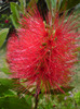 callistemon  rosu