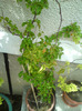 bougainvillea  galbena