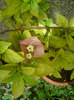 bougainvillea  roz-pal