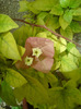 bougainvillea  roz-pal