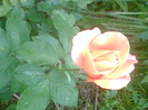 Picture 066