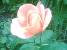 Picture 067