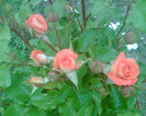 Picture 072
