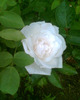 Picture 073