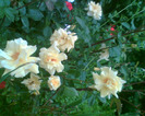 Picture 074