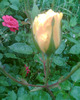Picture 078