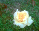 Picture 080
