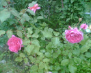 Picture 081
