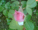 Picture 087
