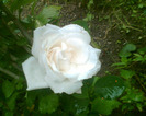 Picture 085