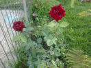 rosa nera