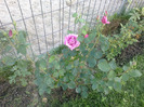 Malva Violacea