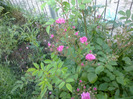 trandafiri 01. iunie 2011 023