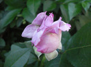 Rose Sissi (2011, June 01)