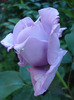 Rose Sissi (2011, June 01)