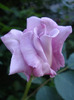 Rose Sissi (2011, June 01)