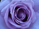 Rose Sissi (2011, June 01)