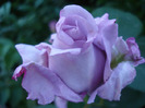 Rose Sissi (2011, June 01)