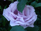 Rose Sissi (2011, June 01)