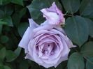 Rose Sissi (2011, June 01)