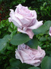 Rose Sissi (2011, June 02)