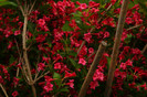 DSC02100