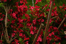 DSC02101
