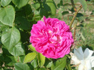 Rose de Rescht