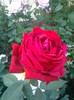 no name-varsta~35 ani