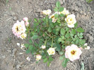 P1050653