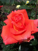 DSC03161