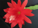Cactus Epiphyllum 2 iun 2011