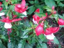 Fuchsia Red White (2011, May 12)