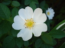 Rosa canina_Dog Rose (2010, May 26)